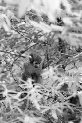 Monkey 2, par Xavier E. G. Dierick